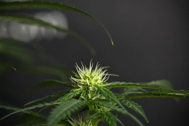 Pheno B Blueberry  Muffin by Zamnesia. Week 8 - Blueberry Muffin pheno B