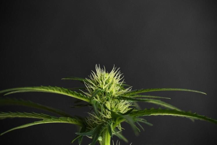 Pheno B Blueberry  Muffin by Zamnesia. Week 8 - Blueberry Muffin pheno B