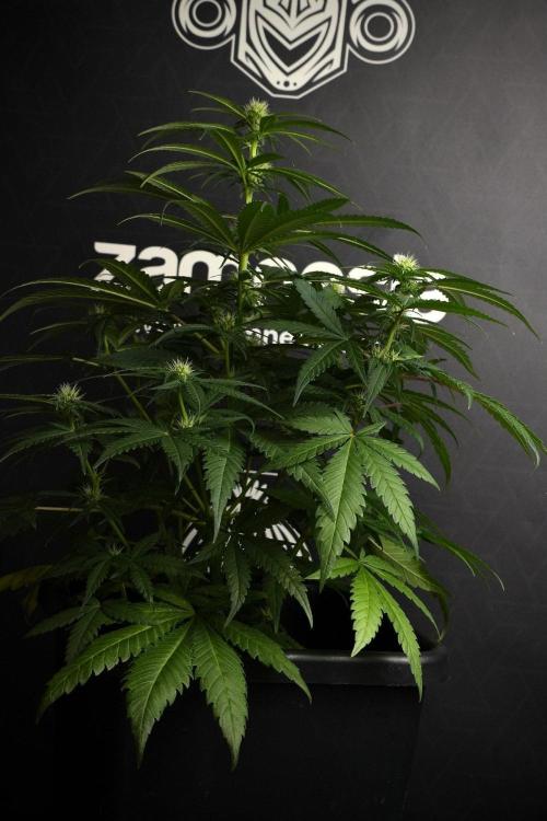 Pheno B Blueberry  Muffin by Zamnesia. Week 8 - Blueberry Muffin pheno B