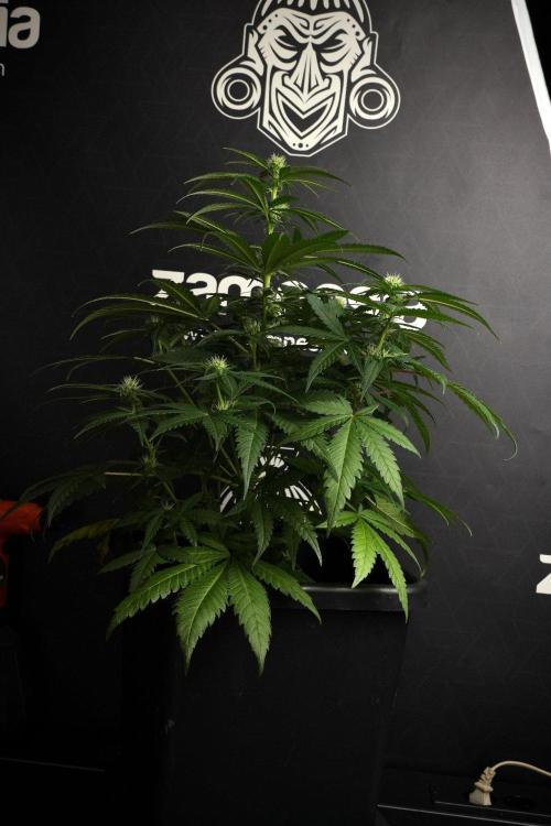 Pheno B Blueberry  Muffin by Zamnesia. Week 8 - Blueberry Muffin pheno B