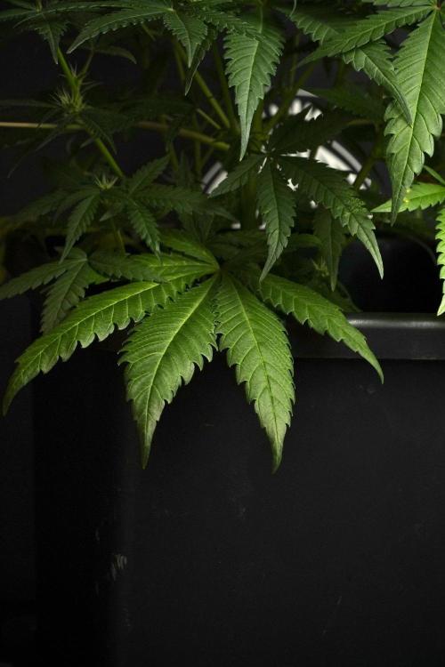Pheno B Blueberry  Muffin by Zamnesia. Week 8 - Leafs 