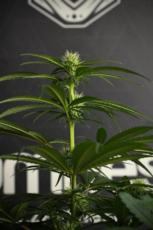 Pheno B Blueberry  Muffin by Zamnesia. Week 8 - Blueberry Muffin pheno B