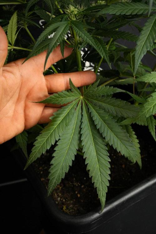Pheno B Blueberry  Muffin by Zamnesia. Week 8 - Leafs 