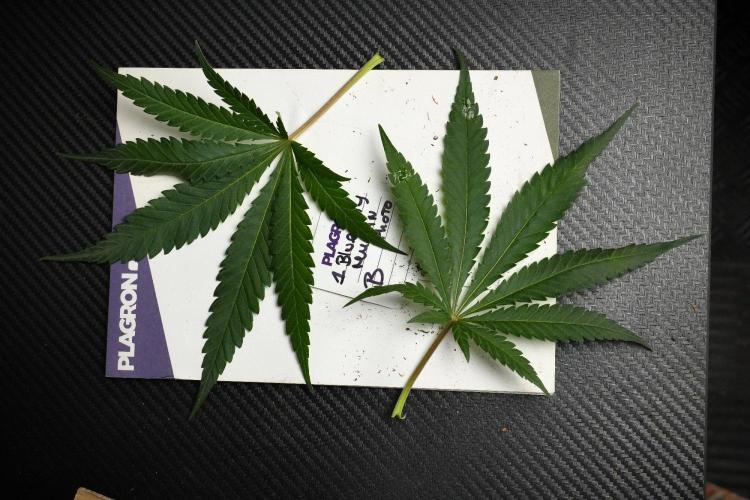 Pheno B Blueberry  Muffin by Zamnesia. Week 8 - Leafs 