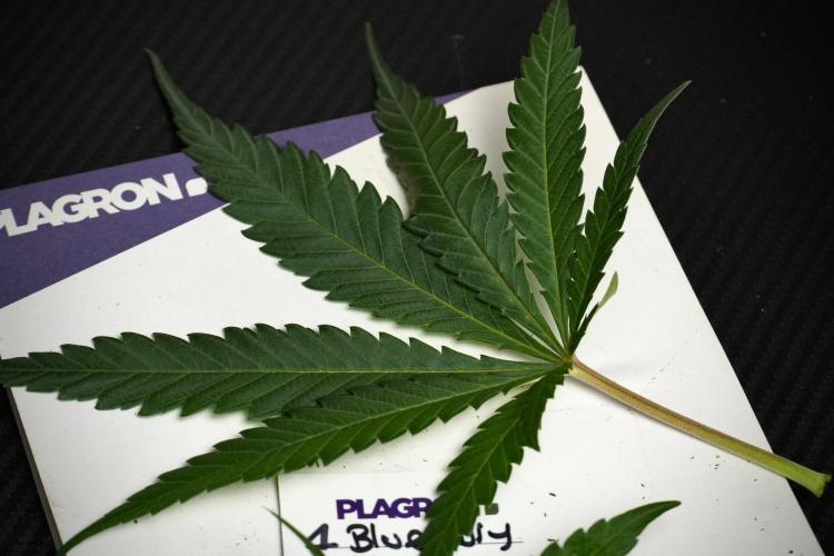 Pheno B Blueberry  Muffin by Zamnesia. Week 8 - Leafs 