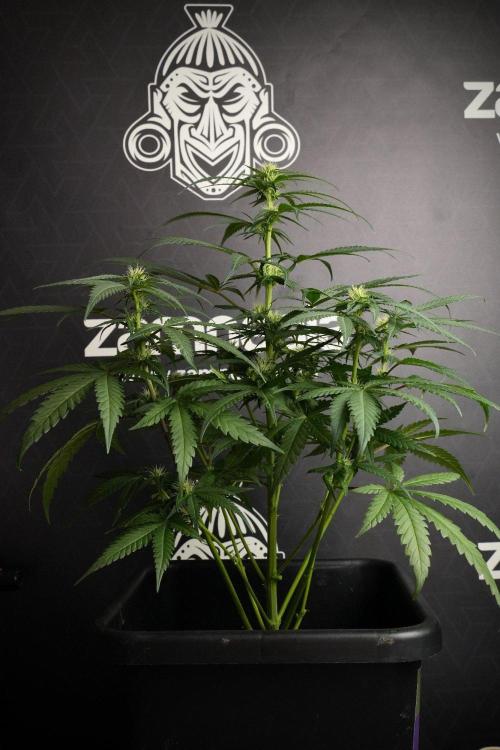 Pheno B Blueberry  Muffin by Zamnesia. Week 8 - Blueberry Muffin pheno B