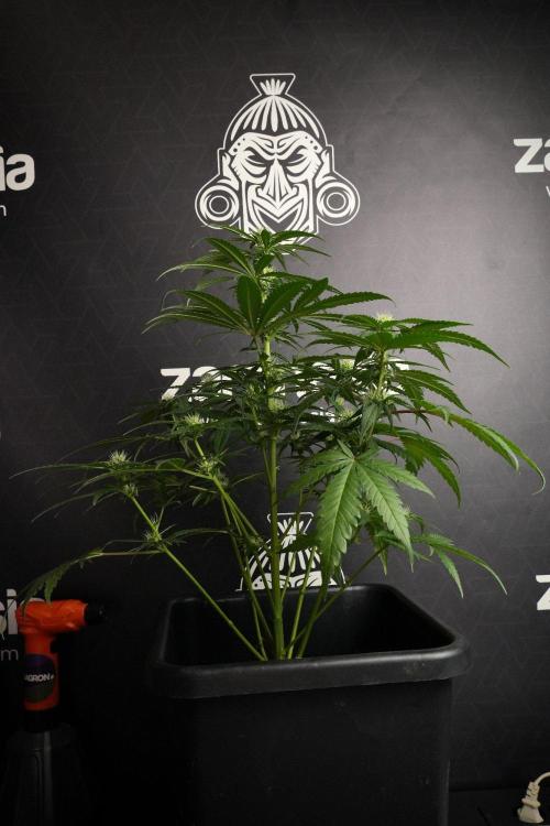 Pheno B Blueberry  Muffin by Zamnesia. Week 8 - Blueberry Muffin pheno B