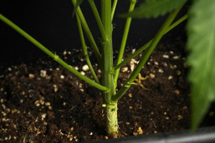 Pheno B Blueberry  Muffin by Zamnesia. Week 8 - Blueberry Muffin pheno B