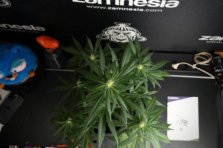 Pheno B Blueberry  Muffin by Zamnesia. Week 8 - Blueberry Muffin pheno B