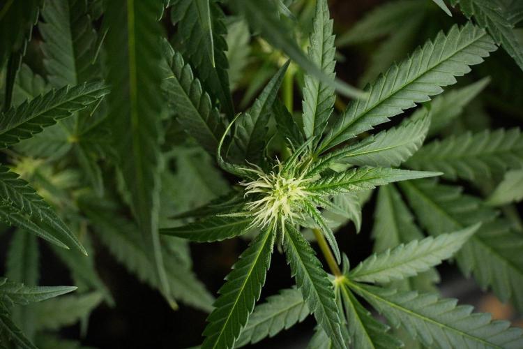 Pheno B Blueberry  Muffin by Zamnesia. Week 8 - Blueberry Muffin pheno B