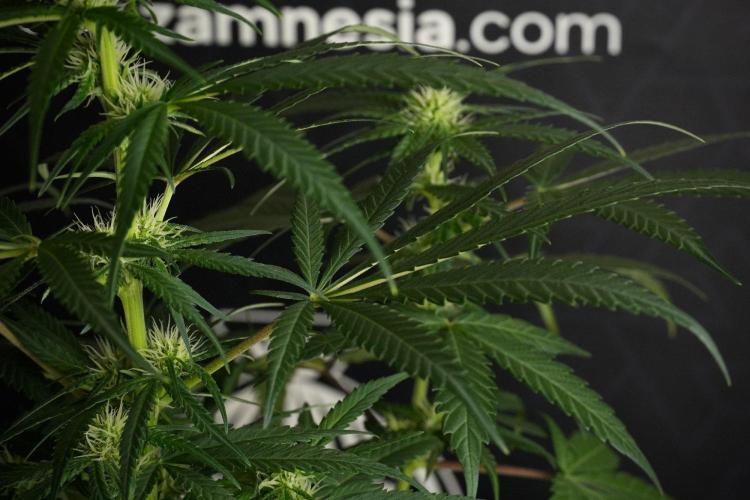 Pheno B Blueberry  Muffin by Zamnesia. Week 8 - Blueberry Muffin pheno B