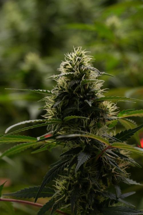 Cash Express By Zamnesia Pheno A. Week 8 - Cash Express Pheno A 