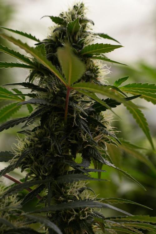 Cash Express By Zamnesia Pheno A. Week 8 - Cash Express Pheno A 