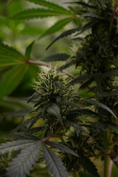 Cash Express By Zamnesia Pheno A. Week 8 - Cash Express Pheno A 