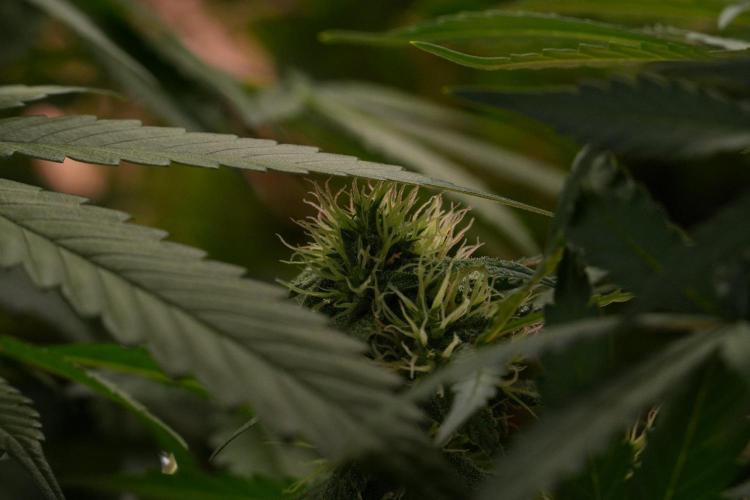 Cash Express By Zamnesia Pheno A. Week 8 - Cash Express Pheno A 