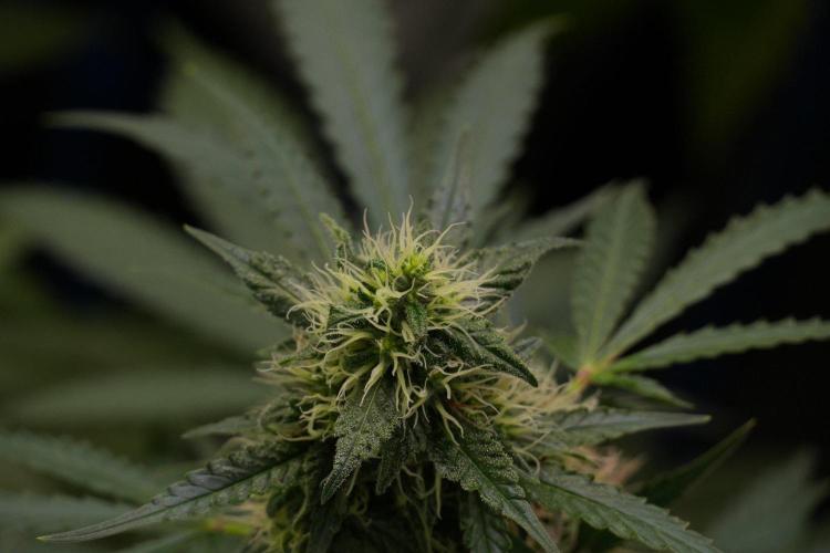 Cash Express By Zamnesia Pheno A. Week 8 - Cash Express Pheno A 