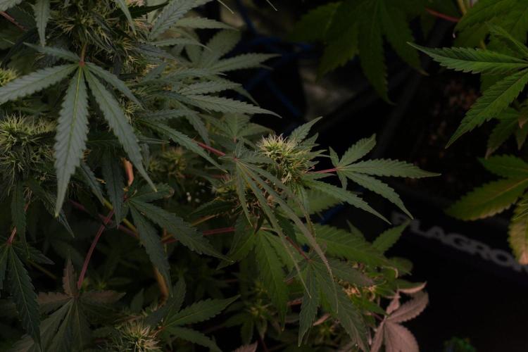 Cash Express By Zamnesia Pheno A. Week 8 - Cash Express Pheno A 