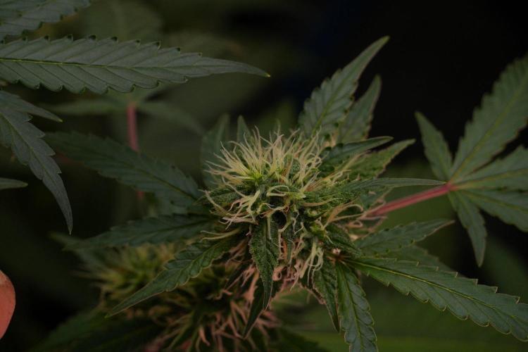 Cash Express By Zamnesia Pheno A. Week 8 - Cash Express Pheno A 