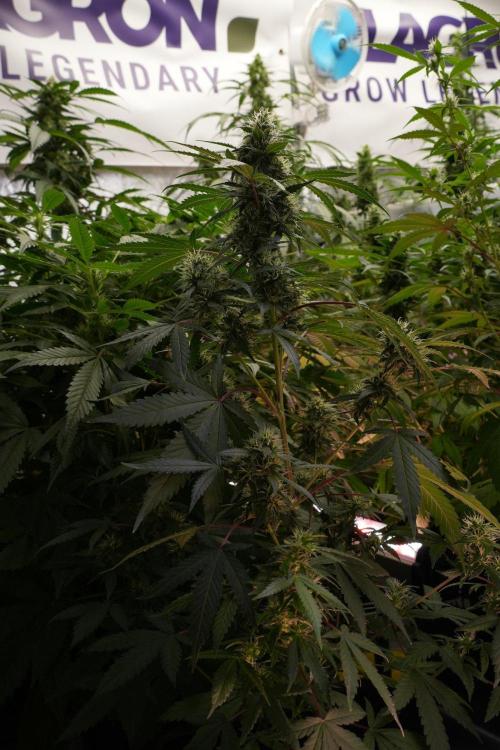 Cash Express By Zamnesia Pheno A. Week 8 - Cash Express Pheno A 