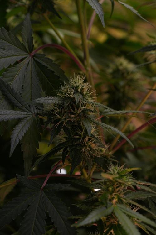 Cash Express By Zamnesia Pheno A. Week 8 - Cash Express Pheno A 