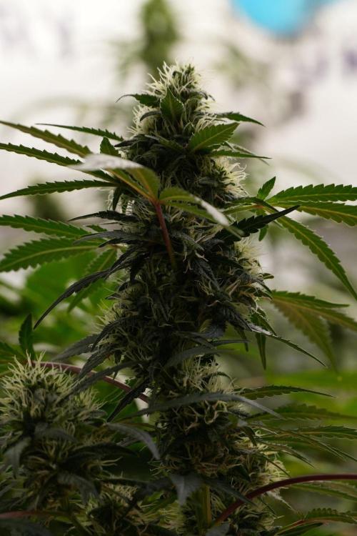 Cash Express By Zamnesia Pheno A. Week 8 - Cash Express Pheno A 