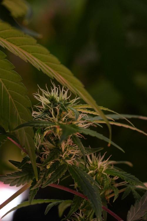Cash Express By Zamnesia Pheno A. Week 8 - Cash Express Pheno A 