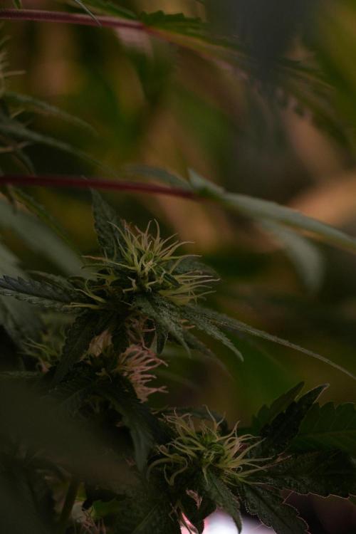 Cash Express By Zamnesia Pheno A. Week 8 - Cash Express Pheno A 