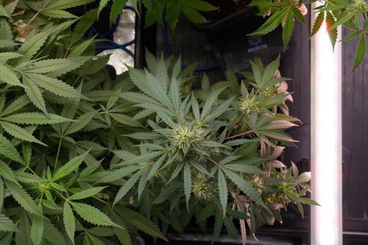 Cash Express By Zamnesia Pheno A. Week 8 - Cash Express Pheno A 