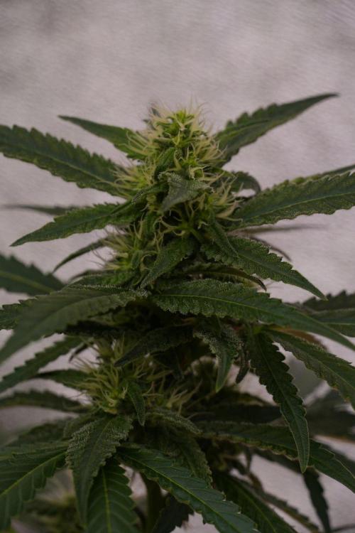 Pheno B Cash Express By Zamnesia. Week 8 - Cash Express plant B