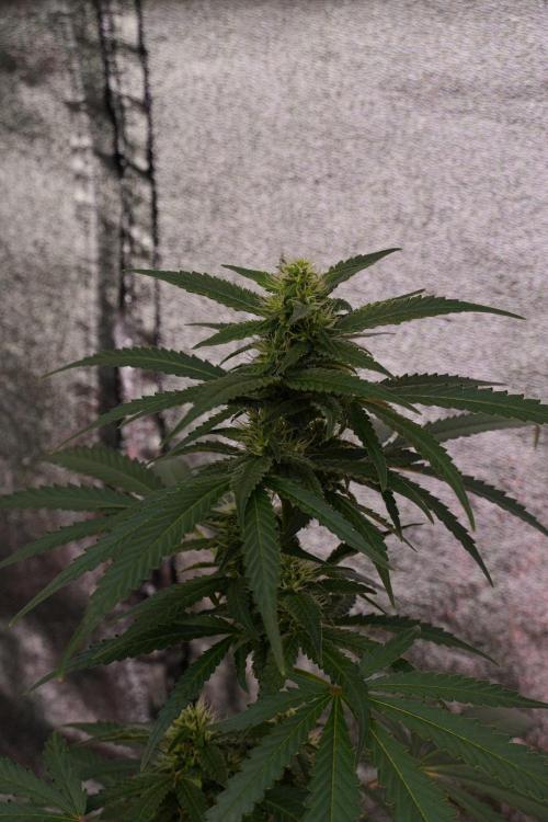 Pheno B Cash Express By Zamnesia. Week 8 - Cash Express plant B
