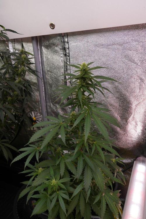 Pheno B Cash Express By Zamnesia. Week 8 - Cash Express plant B