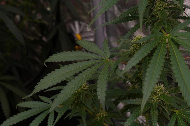 Pheno B Cash Express By Zamnesia. Week 8 - Cash Express plant B
