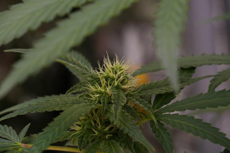 Pheno B Cash Express By Zamnesia. Week 8 - Cash Express plant B