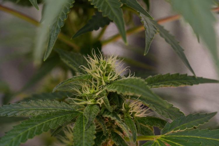 Pheno B Cash Express By Zamnesia. Week 8 - Cash Express plant B