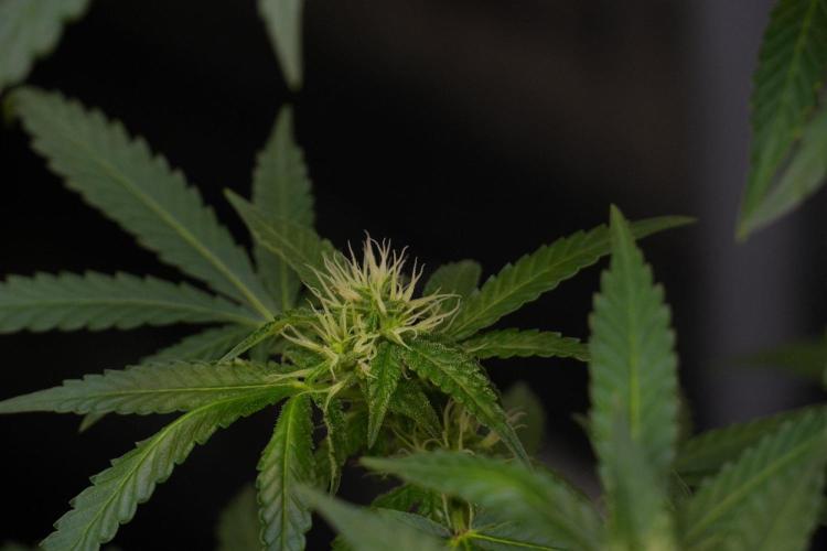 Pheno B Cash Express By Zamnesia. Week 8 - Cash Express plant B