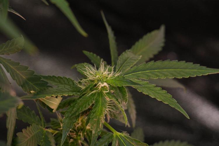 Pheno B Cash Express By Zamnesia. Week 8 - Cash Express plant B