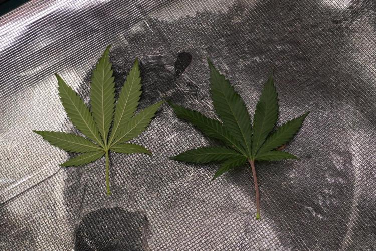 Pheno B Cash Express By Zamnesia. Week 8 - Cash Express plant B