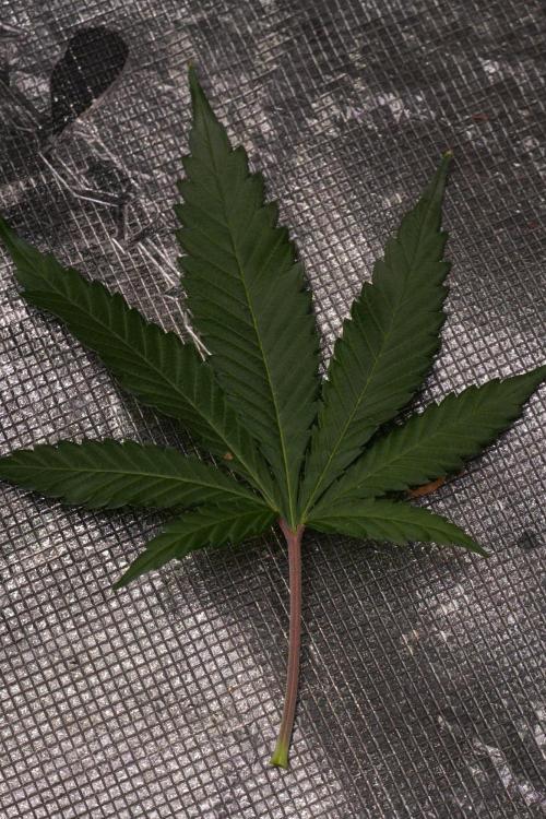 Pheno B Cash Express By Zamnesia. Week 8 - Cash Express plant B