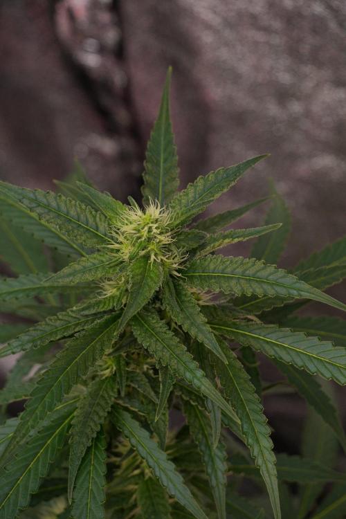 Pheno B Cash Express By Zamnesia. Week 8 - Cash Express plant B
