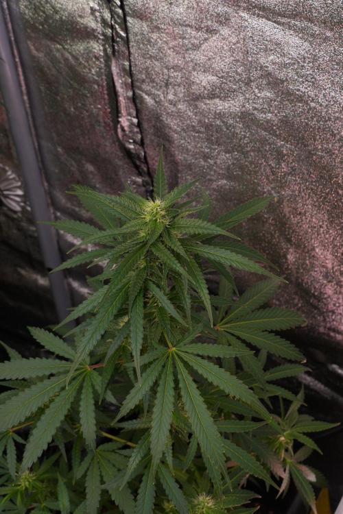 Pheno B Cash Express By Zamnesia. Week 8 - Cash Express plant B