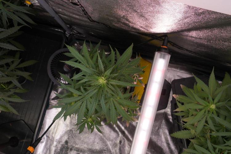 Pheno B Cash Express By Zamnesia. Week 8 - Cash Express plant B