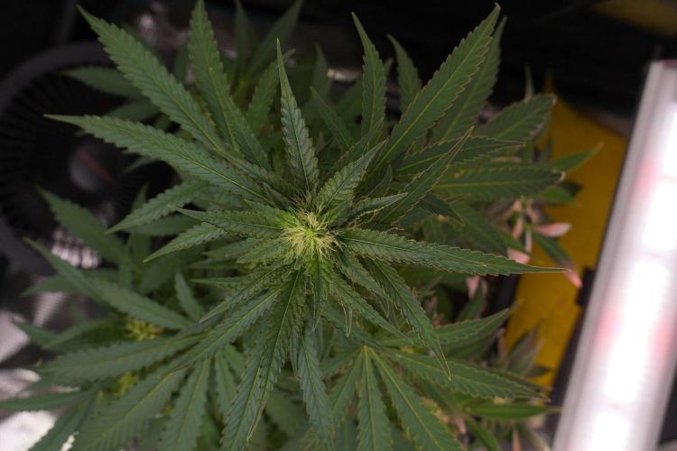 Pheno B Cash Express By Zamnesia. Week 8 - Cash Express plant B