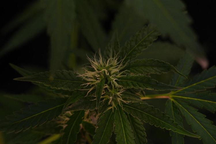 Pheno B Cash Express By Zamnesia. Week 8 - Cash Express plant B