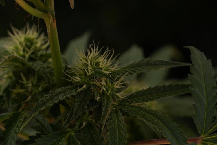 Pheno B Cash Express By Zamnesia. Week 8 - Cash Express plant B