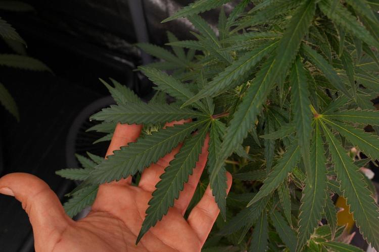 Pheno B Cash Express By Zamnesia. Week 8 - Cash Express plant B