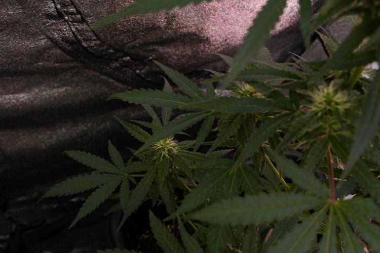 Pheno B Cash Express By Zamnesia. Week 8 - Cash Express plant B