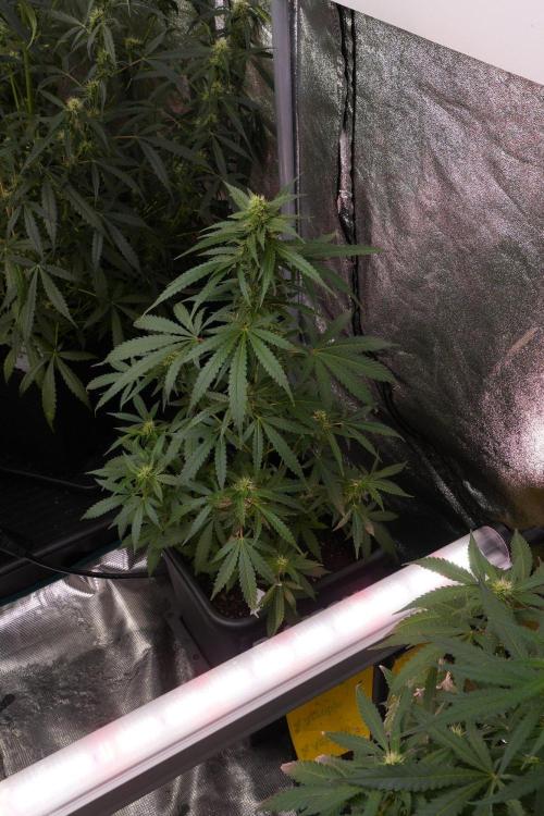 Pheno B Cash Express By Zamnesia. Week 8 - Cash Express plant B