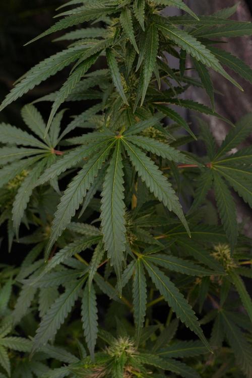Pheno B Cash Express By Zamnesia. Week 8 - Cash Express plant B