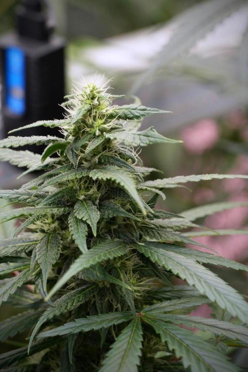 Chem Brulee By Zamnesia Pheno A. Week 8 - Chem Brûlée Pheno A