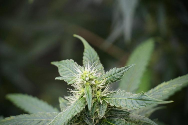 Chem Brulee By Zamnesia Pheno A. Week 8 - Chem Brûlée Pheno A